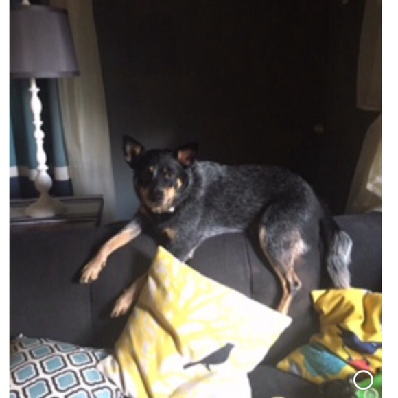 My Three Legged Pup - Picture 5 of 5